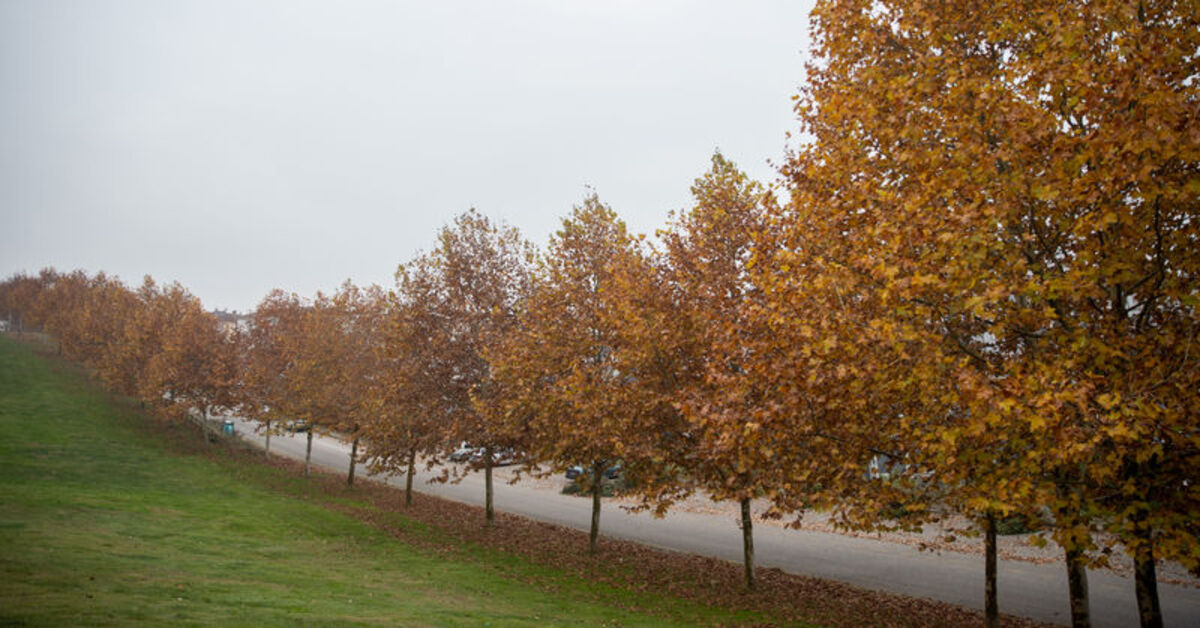 1 milyar ağaç dikecekler
