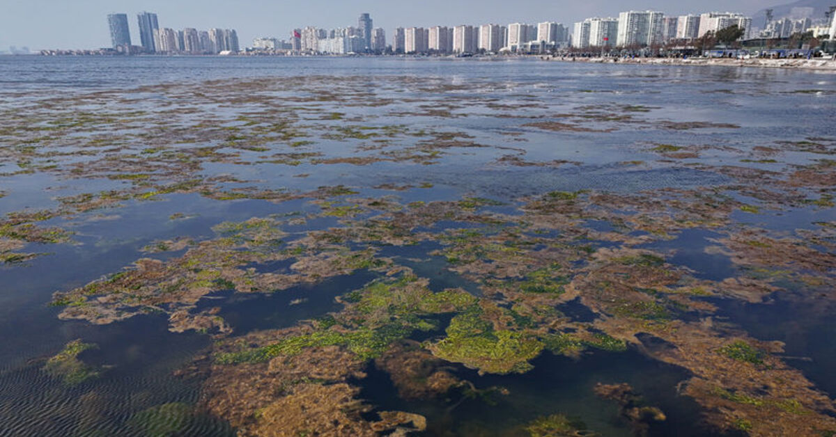 İzmir Körfezi’nde kıyıya yakın noktalarda yosun tabakası oluştu